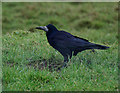 HU3953 : Rook (Corvus frugilegus), Weisdale by Mike Pennington