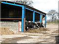 Cows in the barn