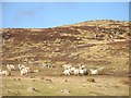 NO1558 : Cheviot sheep by Richard Webb