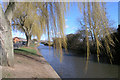 Willows on Beeston Canal