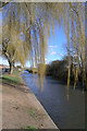 Beeston Canal willows