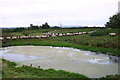 Fish Pond and sheep by Grange farm