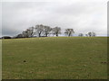 Pastures east of the Carrshield Road