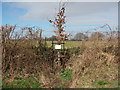 Memorial tree