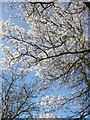 Wild cherry blossom in Court  Lane, Preston