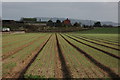 Field of onions, Ryall