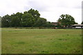 Horses by Twyford Mill