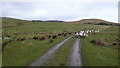 Sheep grazing on Scaur Farm