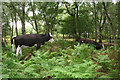 Cows grazing in birch woods at Bickerton