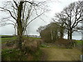 Row of trees near Tamerton Town