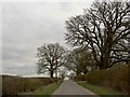 Trees on Hall End Lane