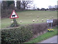 The sign says cattle - the field says sheep. Confusing.