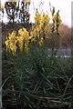 Common Toadflax (Linaria vulgaris), Formby by-pass