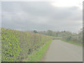 Well trimmed hedges along the Pencefn road