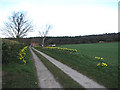 Daffodil-lined driveway