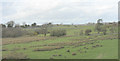 Rough grazing in a hollow between drumlins