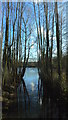 Cran Brook entering lake in Hillfield Park