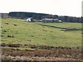 Pastures and plantation near Whitelees