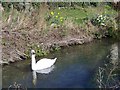 SU0625 : Swan on the River Ebble by Maigheach-gheal