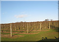 TQ8536 : Biddenden vineyard in winter by Stephen Craven