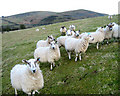 SO2995 : Sheep on the footpath by Dave Croker