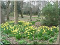 Southbourne: daffs in Fisherman?s Walk