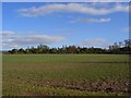 Farmland and woodland, Shirburn