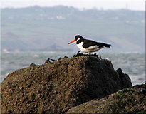 J4482 : Oystercatcher, Seahill by Rossographer