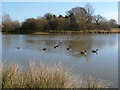 Canada Geese on Hendre Lake