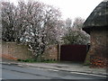 Early blossom on The Street, Acol