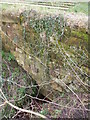 Stream emerging from Sandstone Culvert