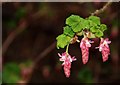 Flowering currant