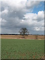 Farmland near Bramham