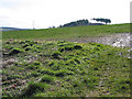 Hillside near Siege Wood