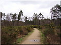 Elvetham Heath Nature Reserve