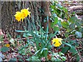 Daffodils, near Coate Water, Swindon