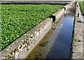 Watercress Bed Irrigation channel