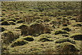 Ant hills, Coombegreen Common