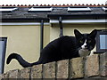 Meadow Lane cat on garden wall