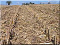 Grain maize stubble