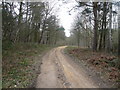 Sherwood Pines Forest Park - Footpath View