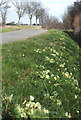 Laneside primroses near Monks Eleigh