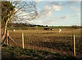 Farmland, just north of Waltham Abbey