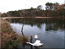 NU2517 : Howick Hall Pond in Winter by Clive Nicholson