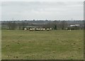 SP5689 : Farmland and sheep south of Ashby Magna by Mat Fascione