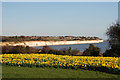 Cliffs at Pegwell Bay, Thanet