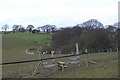 Reinstated field below Beldon Pond