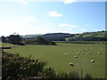 Motte and Bailey near Dinning, with Sheep