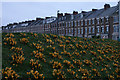 Crocuses and Percy Park