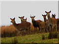 Red Deer Titchcombe